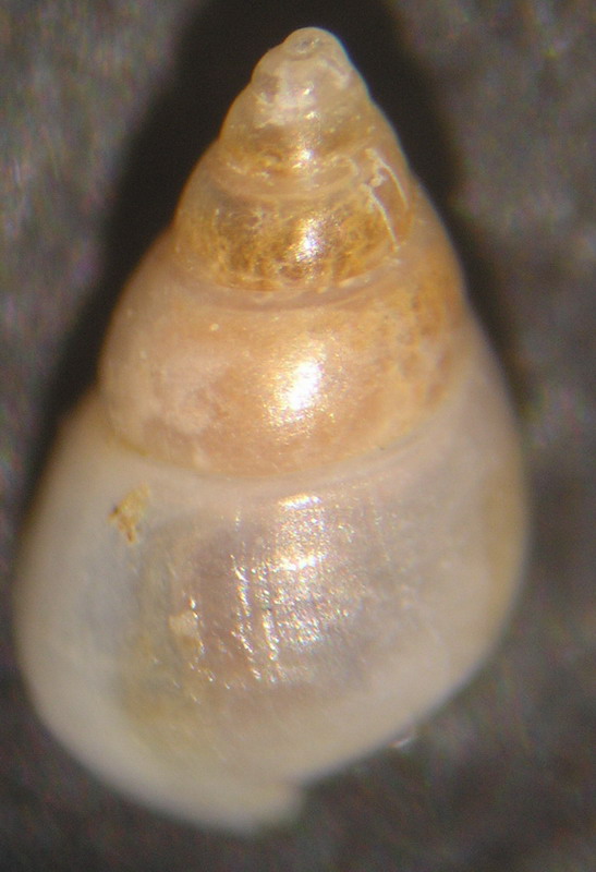 Odostomia sp2??